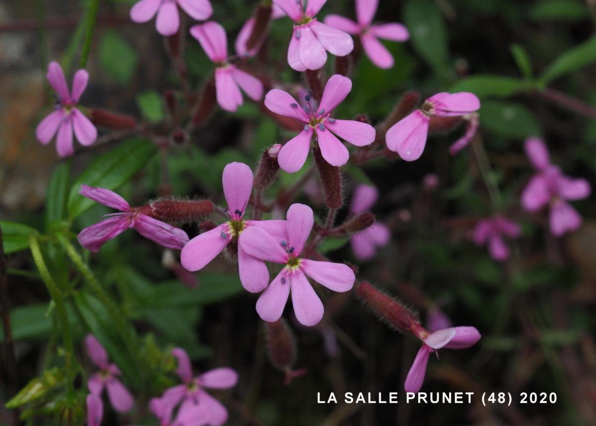 Soapwort, Rock flower